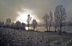 094 Weserberglandsee - Wildrose - Kartoffelrose am Wintermorgen